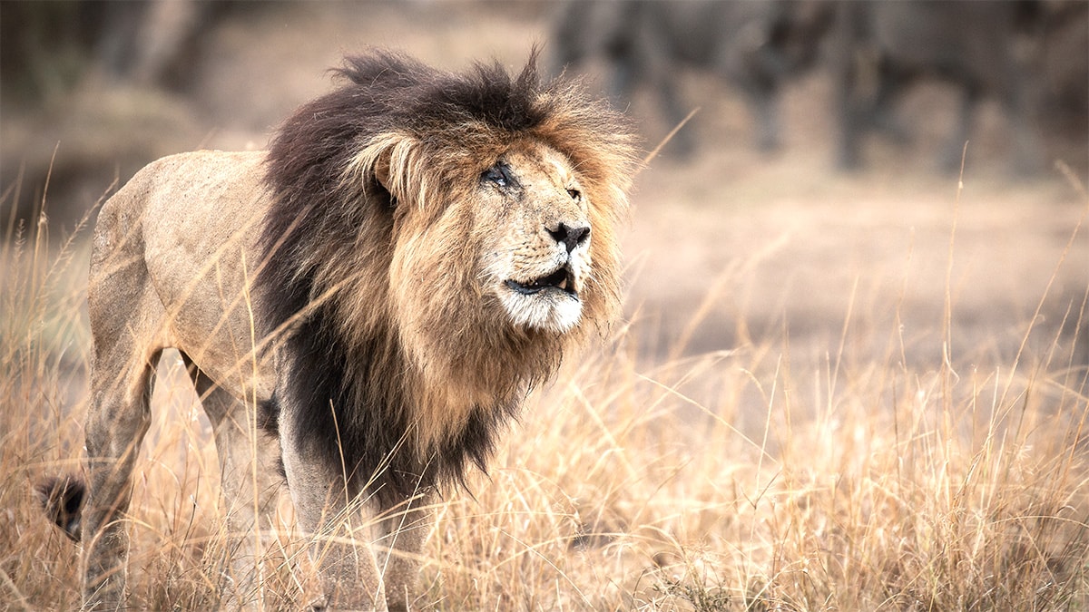 lion spy documentary